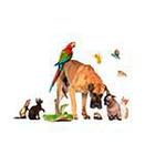 100 Pics answers and cheats level 1-50
