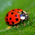 Infinite Pics level 19 Animals