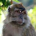 Close Up Pics answers and cheats level 27-3