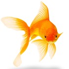 Infinite Pics level 8 Animals
