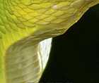 Zoomed In answers and cheats level 1-10