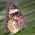 Close Up Pics answers and cheats level 7-4