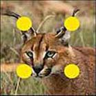 100 Pics answers and cheats level 51-100