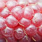 Close Up Pics answers and cheats level 32-2