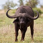 Infinite Pics level 29 Animals