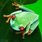 Close Up Pics answers and cheats level 19-9