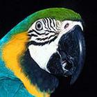 Close Up Pics answers and cheats level 29-2