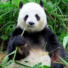 Infinite Pics level 47 Animals