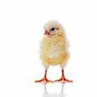 100 Pics answers and cheats level 1-50