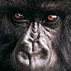 100 Pics answers and cheats level 1-50
