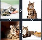 4 Pics 1 Word answers and cheats level 2404