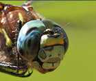 Zoomed In answers and cheats level 81-90
