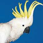 100 Pics answers and cheats level 51-100