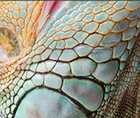 Zoomed In answers and cheats level 121-130