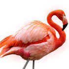 Infinite Pics level 31 Animals