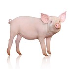 Infinite Pics level 17 Animals