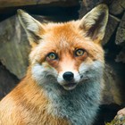 Infinite Pics level 35 Animals