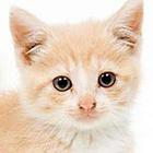Close Up Pics answers and cheats level 24-9