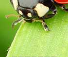 Zoomed In answers and cheats level 1-10