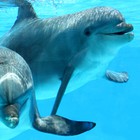 Infinite Pics level 6 Animals