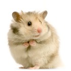 Infinite Pics level 36 Animals