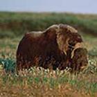 100 Pics answers and cheats level 1-50