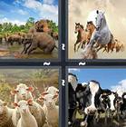 4 Pics 1 Word answers and cheats level 1304