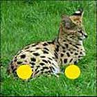 100 Pics answers and cheats level 51-100
