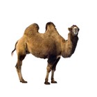 Infinite Pics level 32 Animals