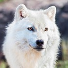 Infinite Pics level 26 Animals
