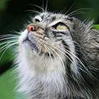 Close Up Pics answers and cheats level 8-8
