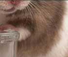Zoomed In answers and cheats level 121-130