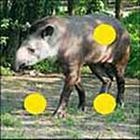 100 Pics answers and cheats level 51-100