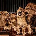 100 Pics answers and cheats level 51-100