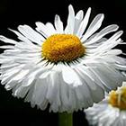 Close Up Pics answers and cheats level 14-3