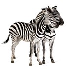 Infinite Pics level 12 Animals
