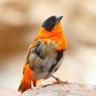 Infinite Pics level 7 Animals
