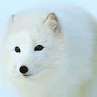 100 Pics answers and cheats level 51-100