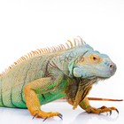 Infinite Pics level 13 Animals