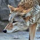 Infinite Pics level 48 Animals