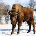 Infinite Pics level 16 Animals