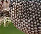 Zoomed In answers and cheats level 141-150