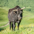Infinite Pics level 39 Animals