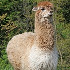 Infinite Pics level 49 Animals