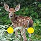 100 Pics answers and cheats level 51-100