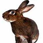 100 Pics answers and cheats level 1-50