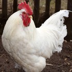 Infinite Pics level 34 Animals