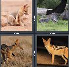 4 Pics 1 Word answers and cheats level 2396