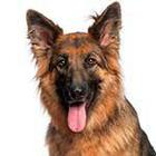 100 Pics answers and cheats level 1-50