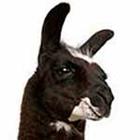 100 Pics answers and cheats level 1-50